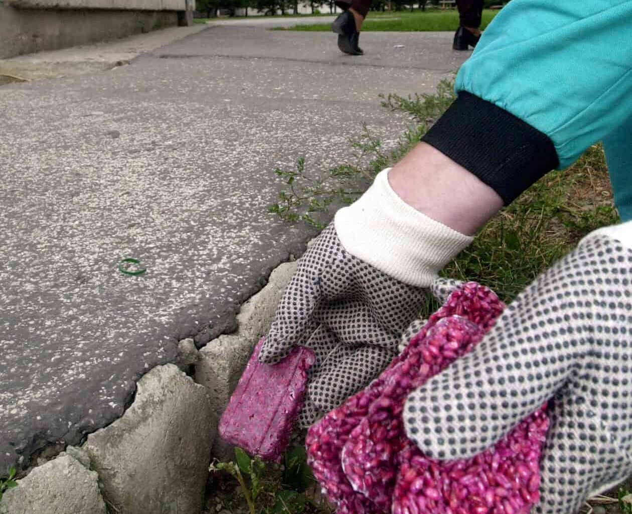 Košice KVP: Pre zvýšený výskyt hlodavcov spúšťajú mimoriadnu deratizáciu v uliciach sídliska