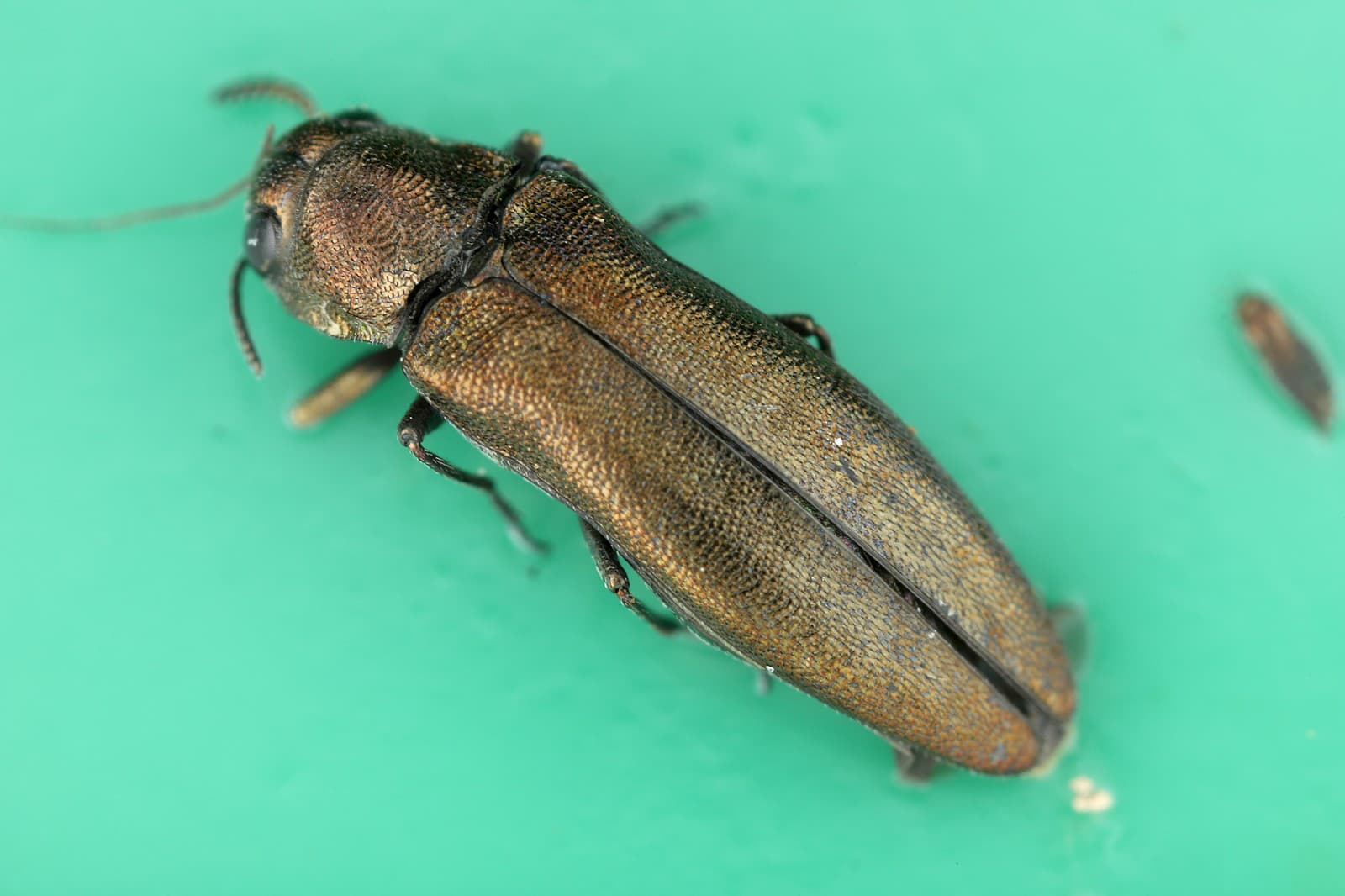 Agrilus planipennis