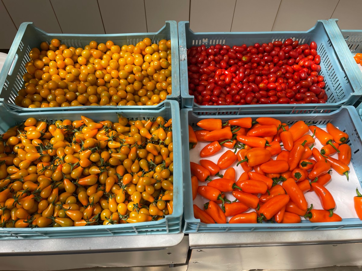The era of cheap tomatoes from Spain may be over