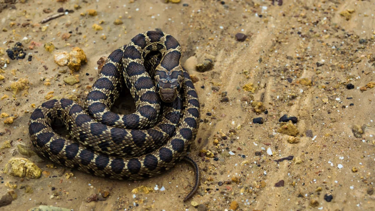 Invasive snakes are wiping out unique lizards in Spain's Balearic Islands