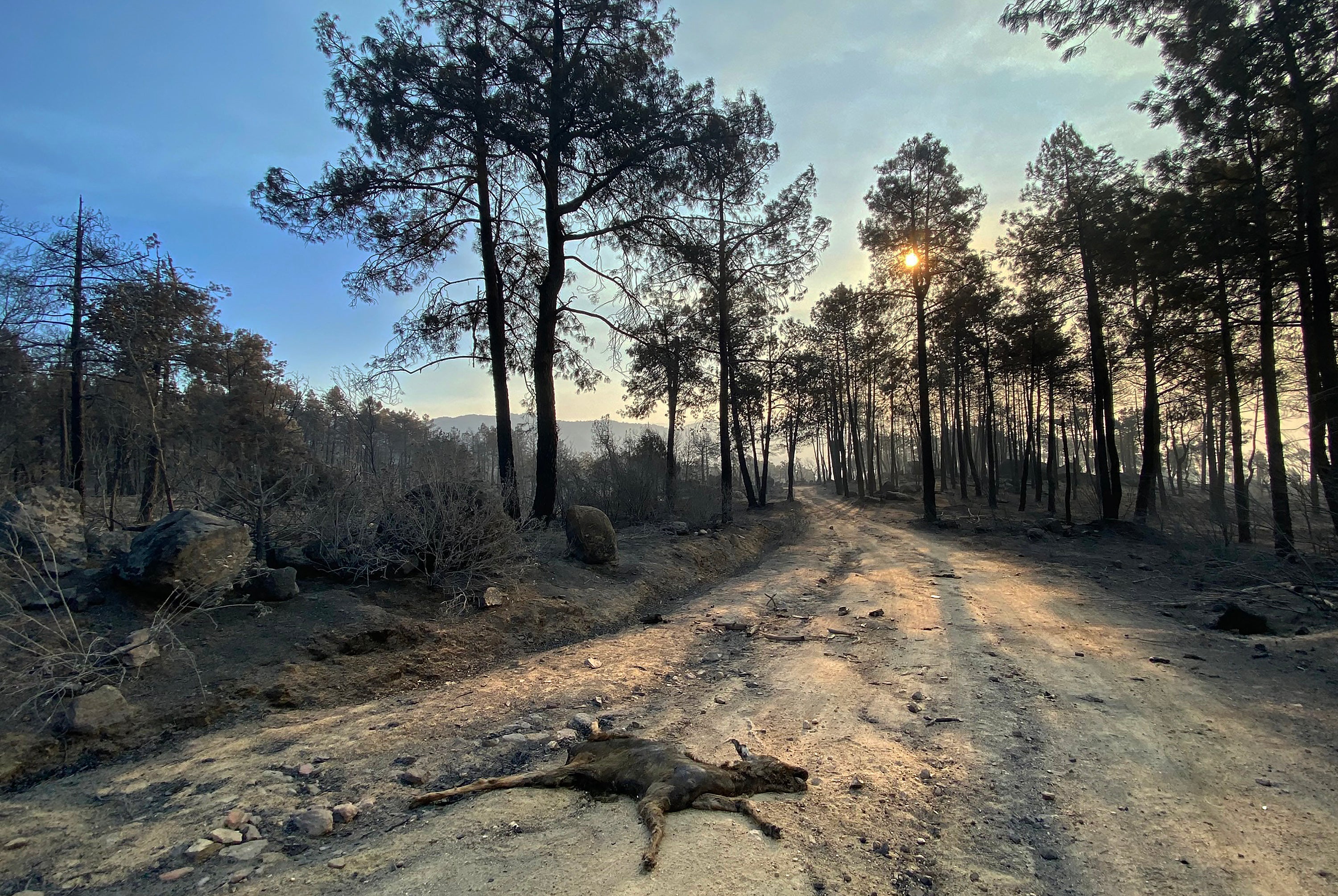 The charred remains of a young deer lie on the ground following a wildfire in the Burguillo reservoir area near Navaluenga, 100km west of Madrid