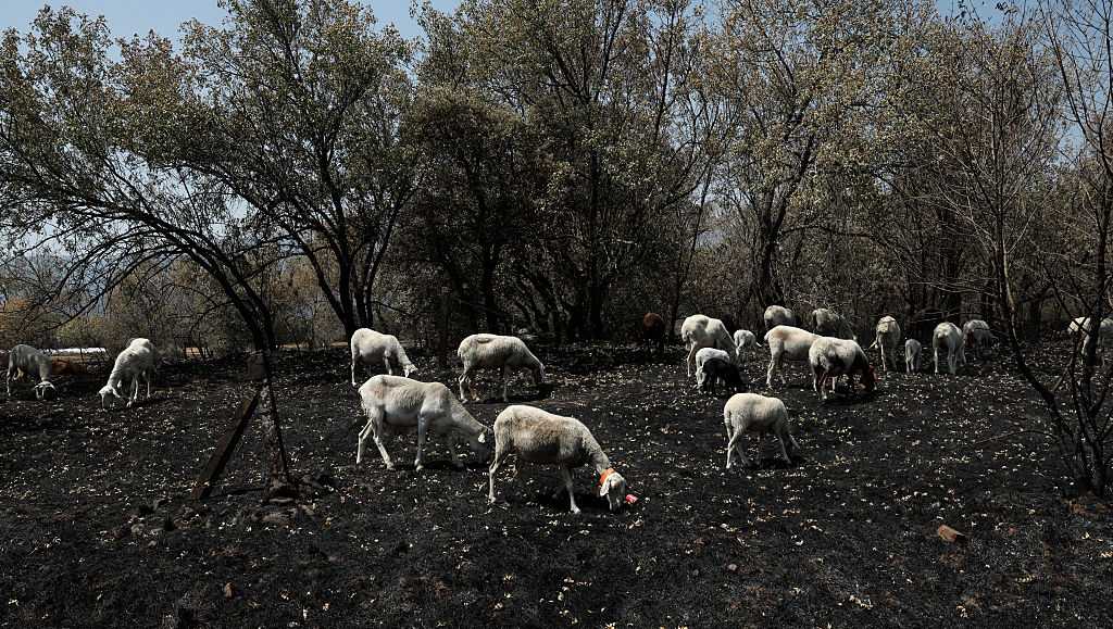 'We leave no one behind': How Spain saved its animals from fires