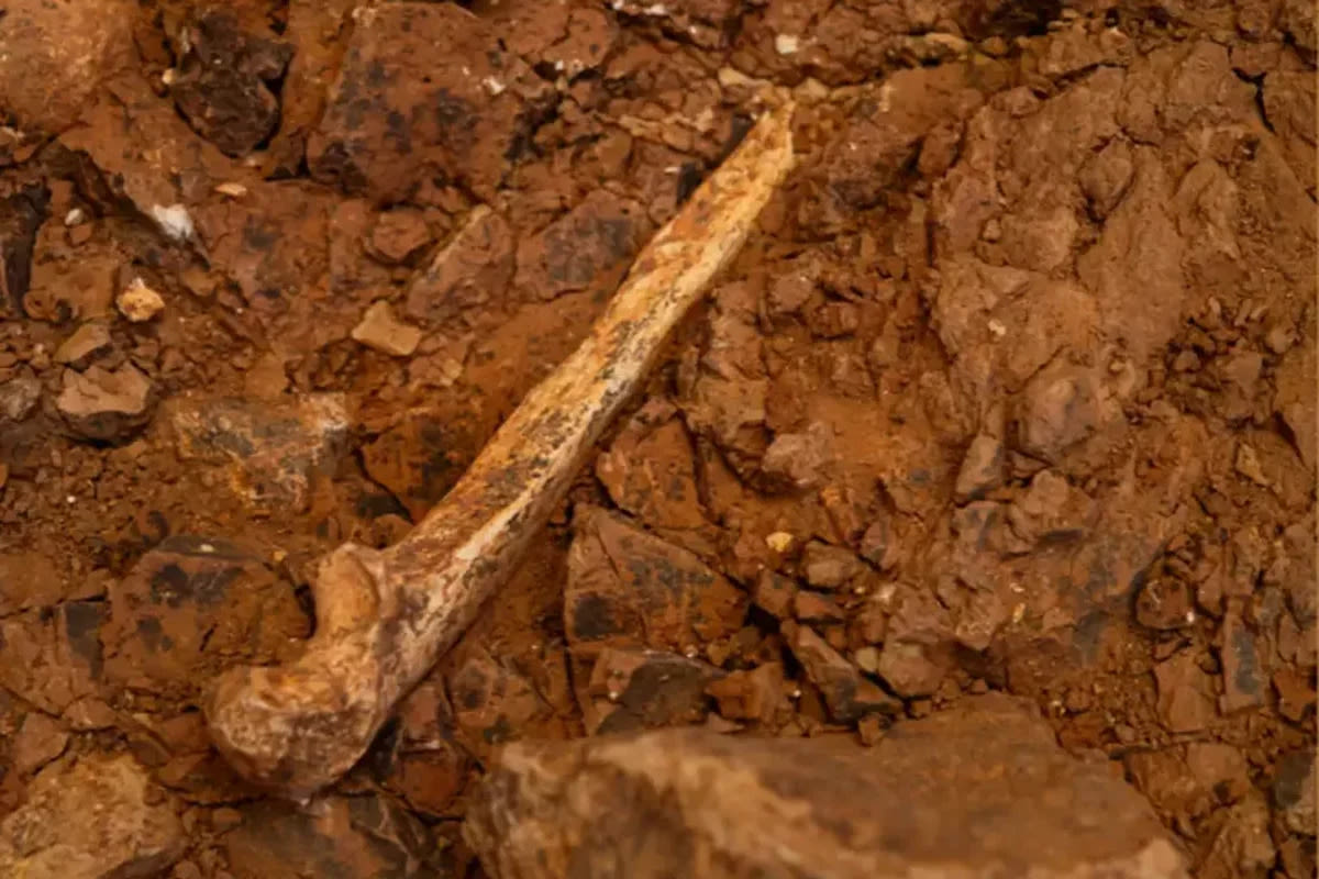 Human ancestor fossils unearthed in Spain point to grim secret of first Europeans