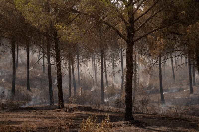 Southern Spain wildfire worsens as wind gusts hamper firefighting efforts