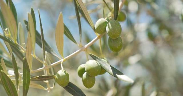 Super El Nino threatens Spain's olive harvests