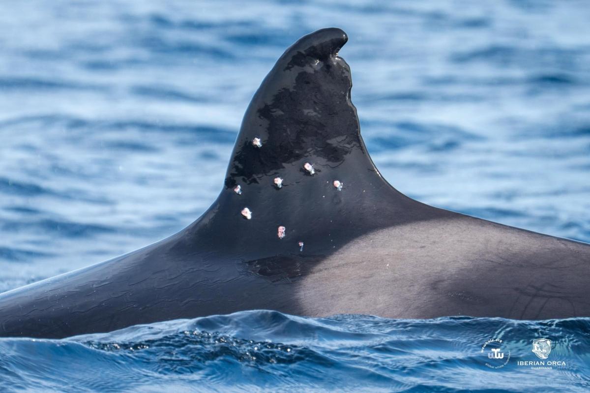 Oldest known Iberian orca found with potential shotgun wounds sparking investigation from officials
