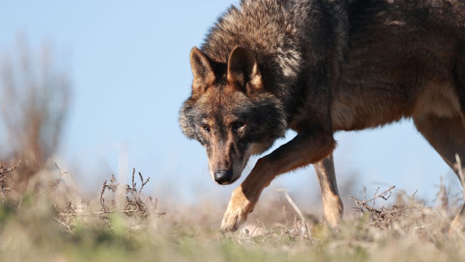 Spain’s ‘wolf boy of Sierra Morena’ dies aged 80