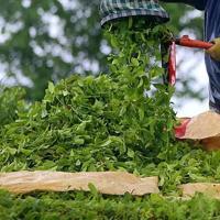 Turkish tea exports exceed $17.5 mln in first half