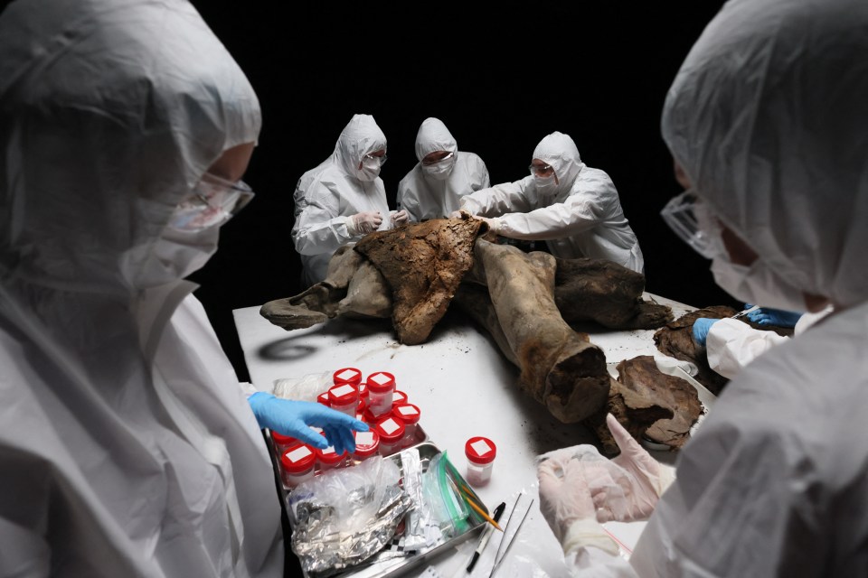 Scientists examining a 50,000-year-old baby mammoth.