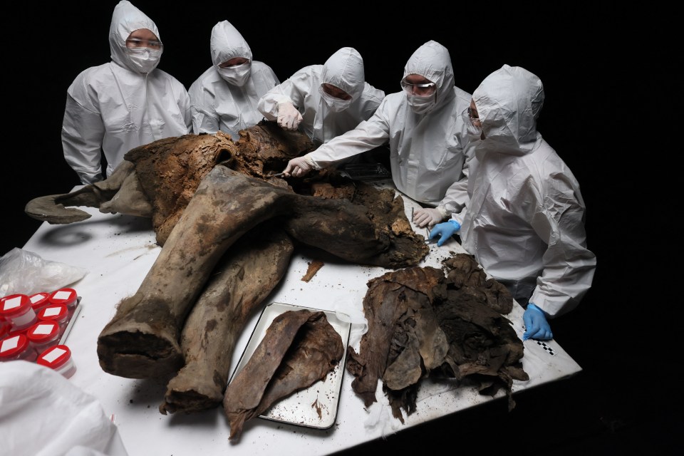 Scientists in protective suits examining a baby mammoth carcass.