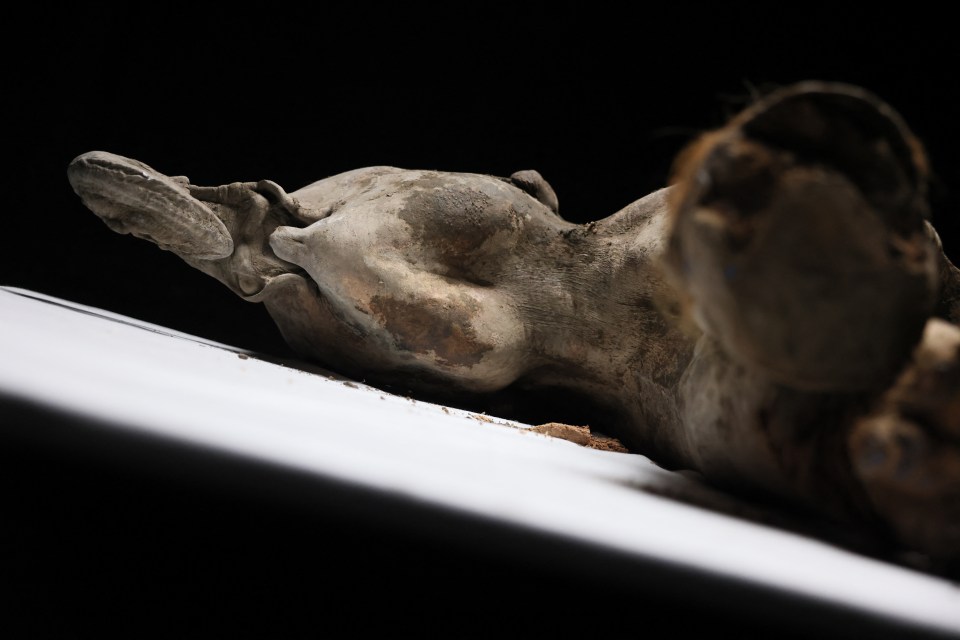 Necropsy of a 130,000+ year-old baby mammoth.