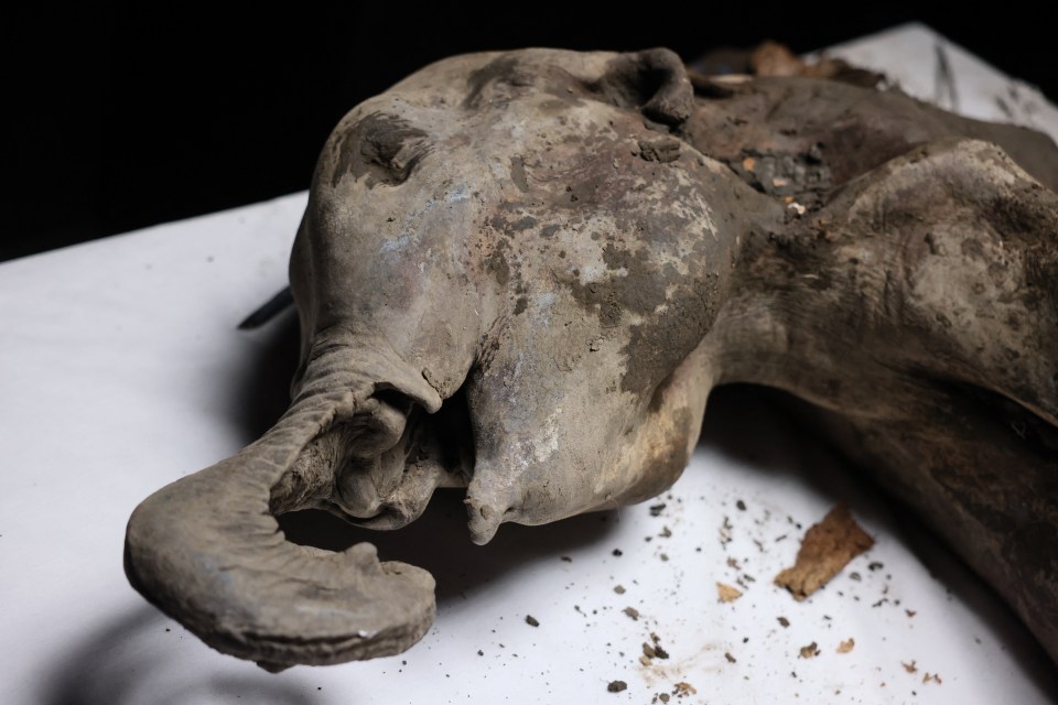 Photo of a preserved baby mammoth.