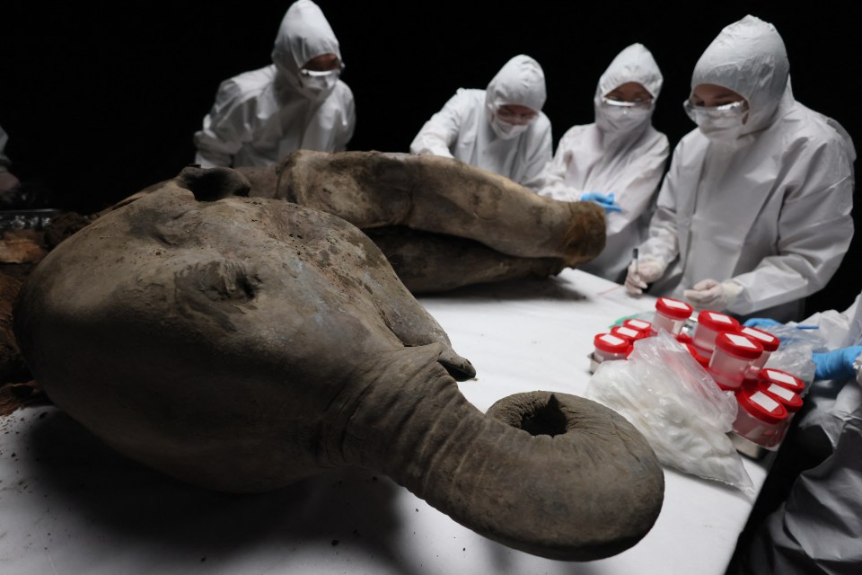 Scientists examining a 50,000-year-old baby mammoth.