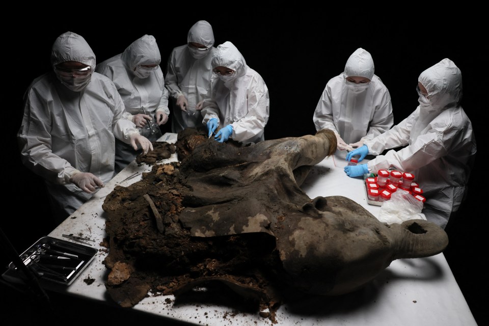 Scientists in protective suits examining a partially unearthed baby mammoth.