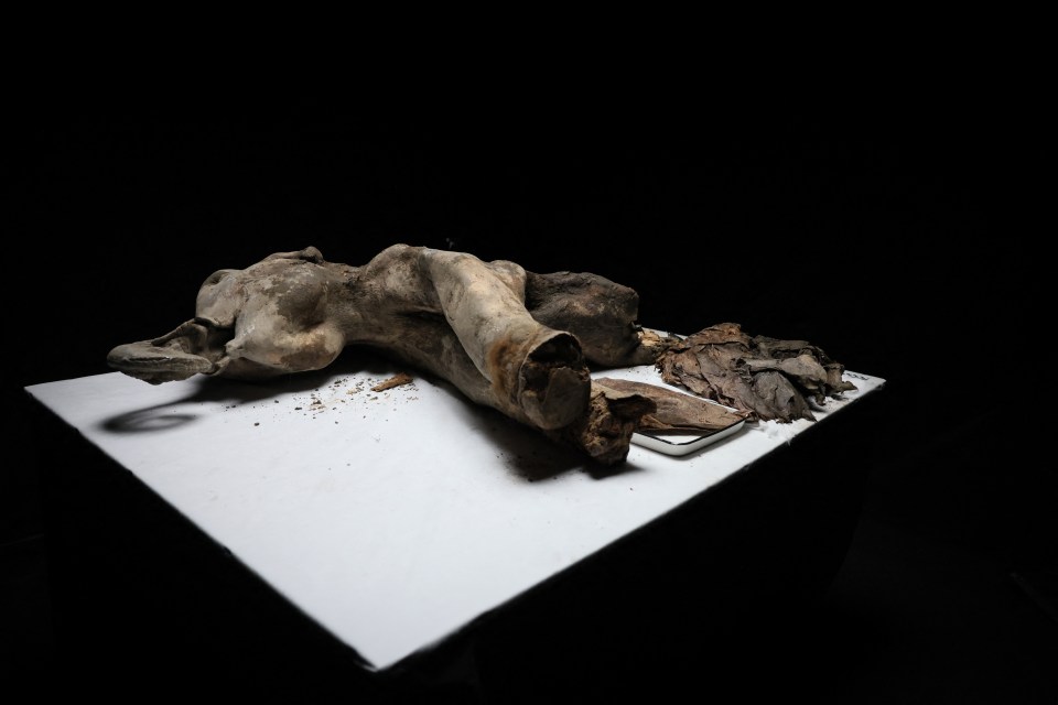 Photo of a necropsy on a 50,000-year-old baby mammoth.