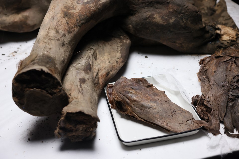 Photo of scientists performing a necropsy on a 50,000-year-old baby mammoth.