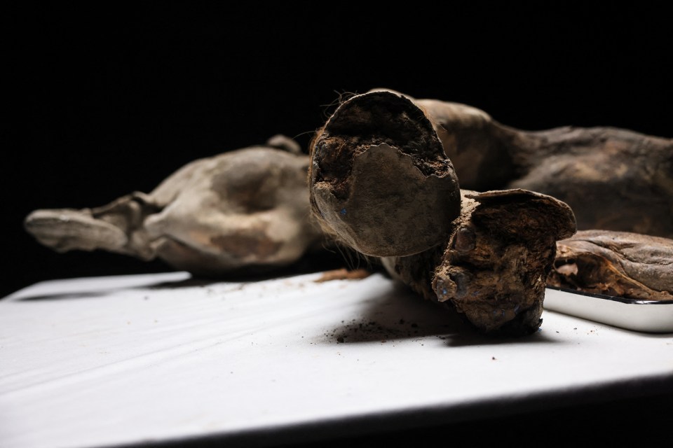 Close-up of a 130,000-year-old baby mammoth's remains.