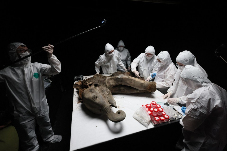 Scientists in protective suits examining a baby mammoth.