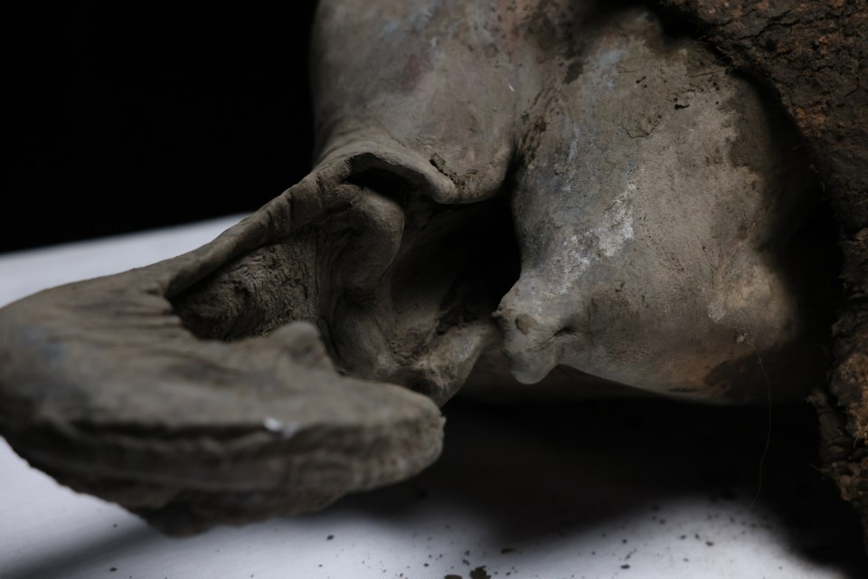 Close-up of a 50,000-year-old baby mammoth's remains.