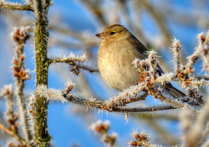 Chaffinch on a frosty morning