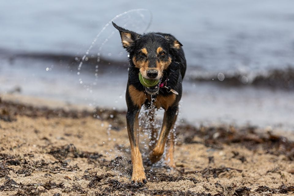 Meg enjoying the sunny weather at Helen's Bay on Wednesday. Pic: Luke Jervis/Belfast Telegraph