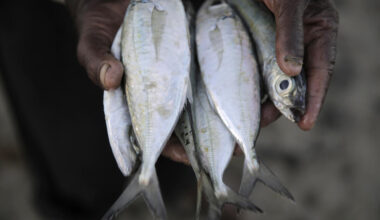 France defends tuna policy as critics warn of overfishing in the Indian Ocean