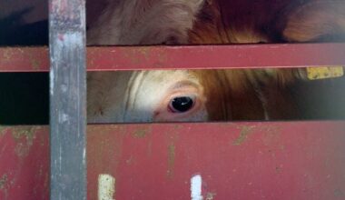 DUP councillor calls for CCTV in all NI slaughterhouses, ‘particularly’ where ‘barbaric practice of halal’ occurs