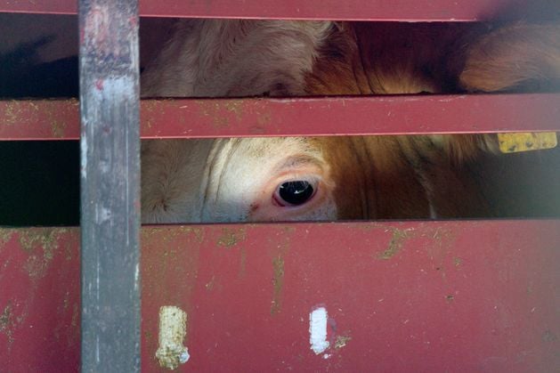DUP councillor calls for CCTV in all NI slaughterhouses, ‘particularly’ where ‘barbaric practice of halal’ occurs