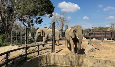Assisted living isn't just for people. A zoo in Spain helps elderly elephants age gracefully