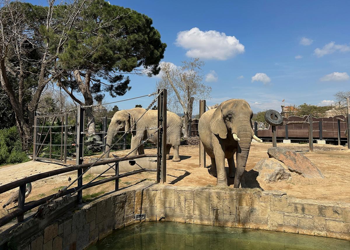 Assisted living isn't just for people. A zoo in Spain helps elderly elephants age gracefully