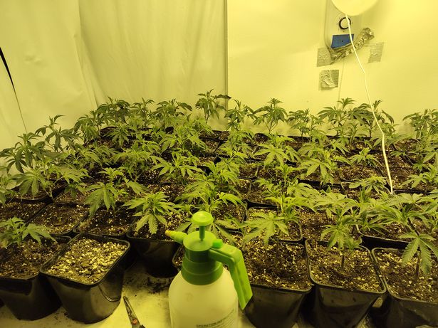 Inside the Didsbury cannabis farm raided by police