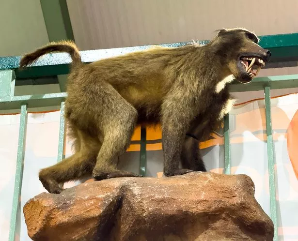 baboon