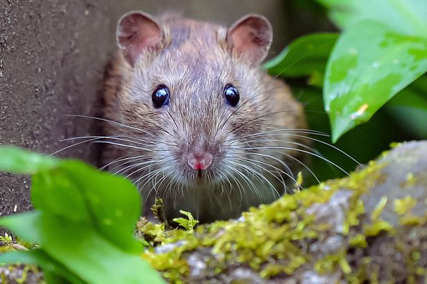 File photo of a rat