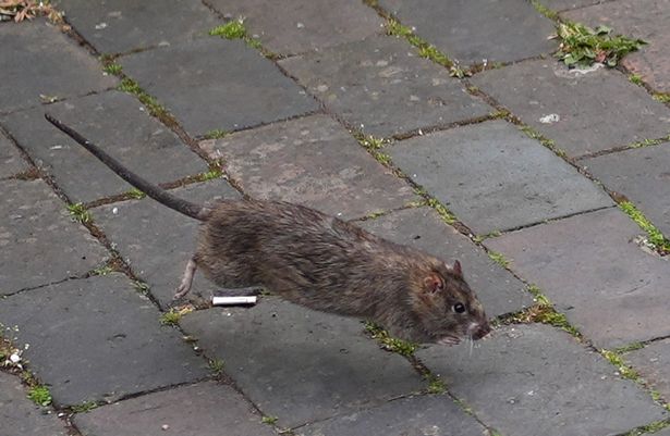 Rat