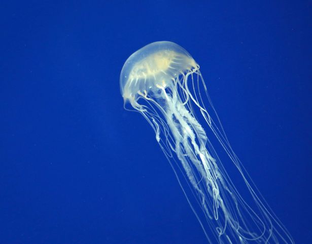 box jellyfish
