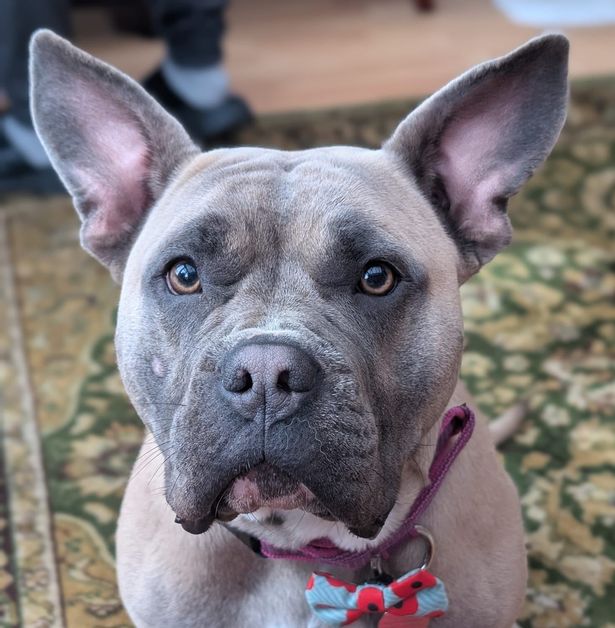 Adorable bullie breed dog
