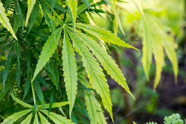 Police to stop searching people because they smell cannabis 