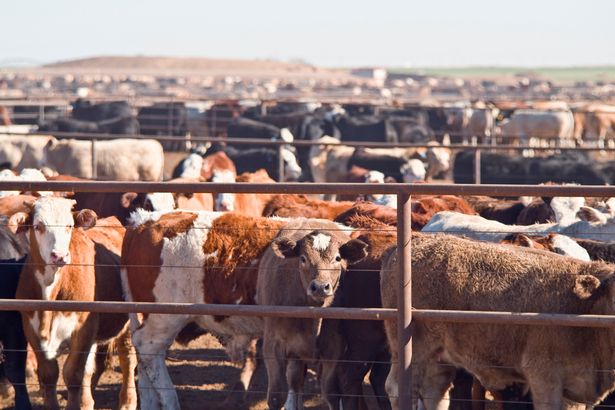 The measures aim to protect livestock on British farms from the virus