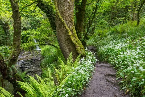 Woodland walk through ferns and wild garlic leading to the beautiful waterfall at Aberfforest near Fishguard in the Pembrokeshire coast national park