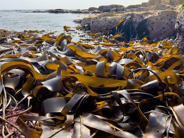 Seaweed baths are hardly a shiny new wellness concept