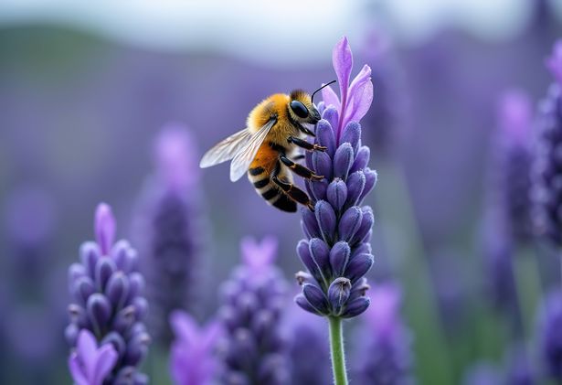 The pollen count is set to be 'very high' in several areas of the UK