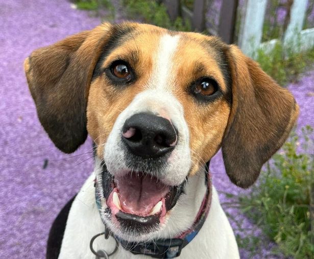 Beagle dog 