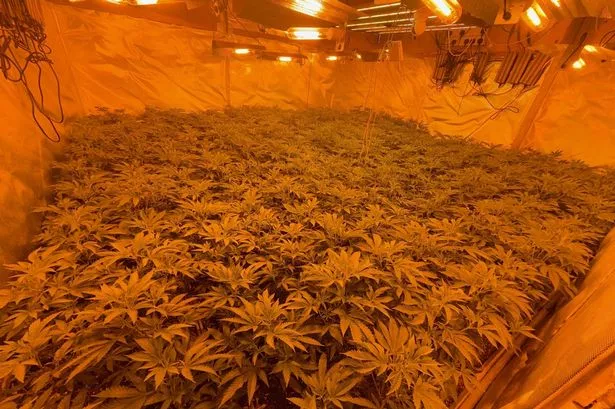 Around 800 plants have been seized 