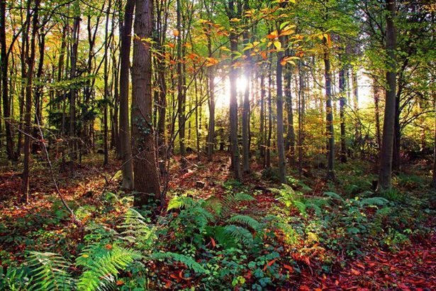 Leigh Woods