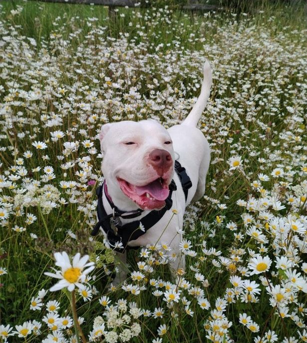 Dog in a field of flowers