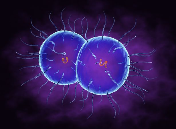 Illustration of Neisseria gonorrhoeae bacteria
