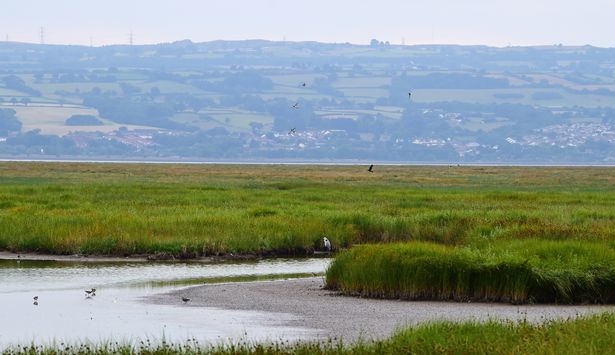 Parkgate and salt marsh on Wirral. Photo by Colin Lane