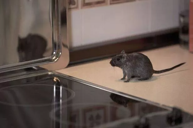 Rat in a kitchen