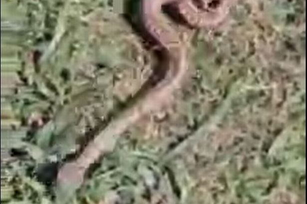 Police have issued a warning after a large number of adder sightings were reported in Gower