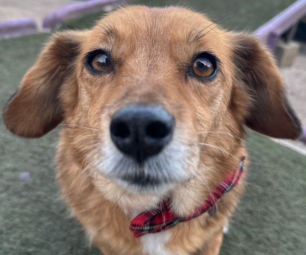 Dog